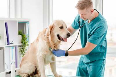 World Veterinary Day 2021: Theme, History and Significance