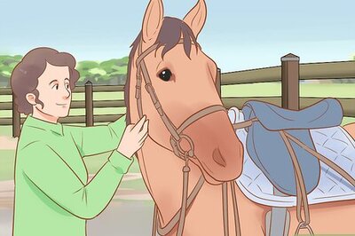 How to Find out Why a Horse Is Crow Hopping