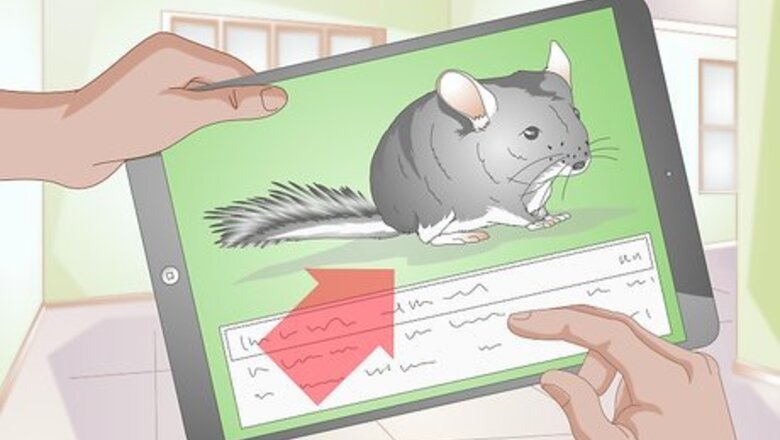 How to Buy a Chinchilla