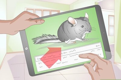 How to Buy a Chinchilla