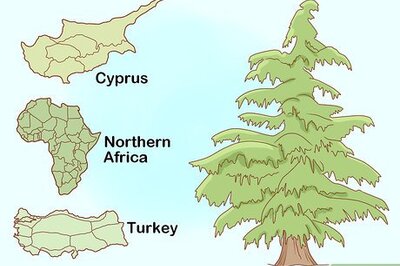 How to Identify Cedar Trees