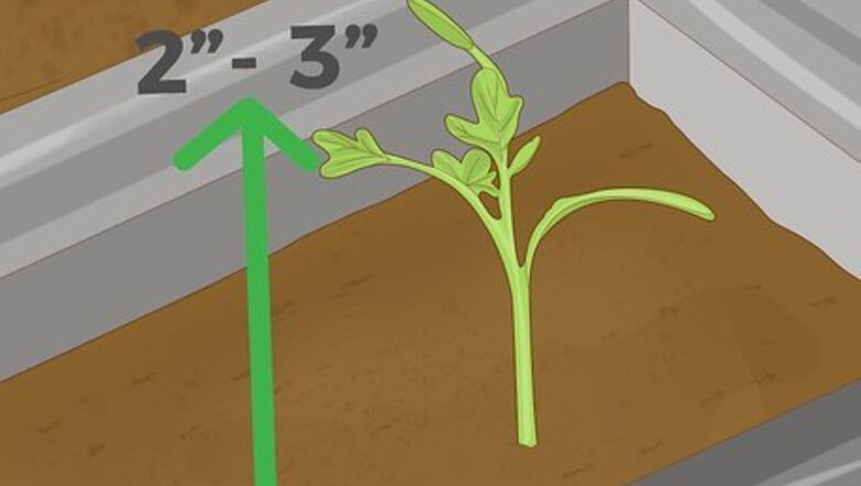 How to Thin Out Seedlings