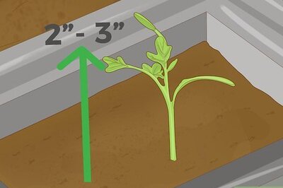 How to Thin Out Seedlings