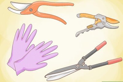 How to Prune Helleborus Winter Roses