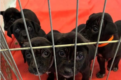 Heartwarming: Homeless Man Leaves Puppies At A Shelter After Mama Dog Gets Hit By Car