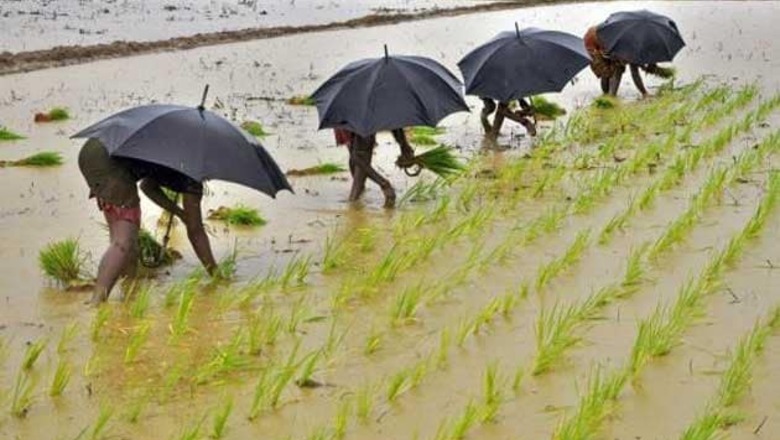 India to lose top rice exporter spot to Thailand after poor monsoon