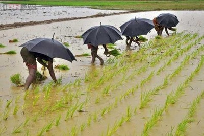 India to lose top rice exporter spot to Thailand after poor monsoon