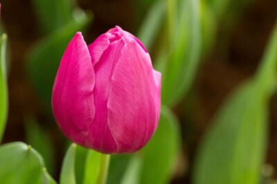 Flowers to bloom in space for the first time this New Year