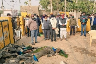 Bird Flu in Himachal Pradesh, Kerala, Rajasthan, Haryana, MP: What We Know So Far