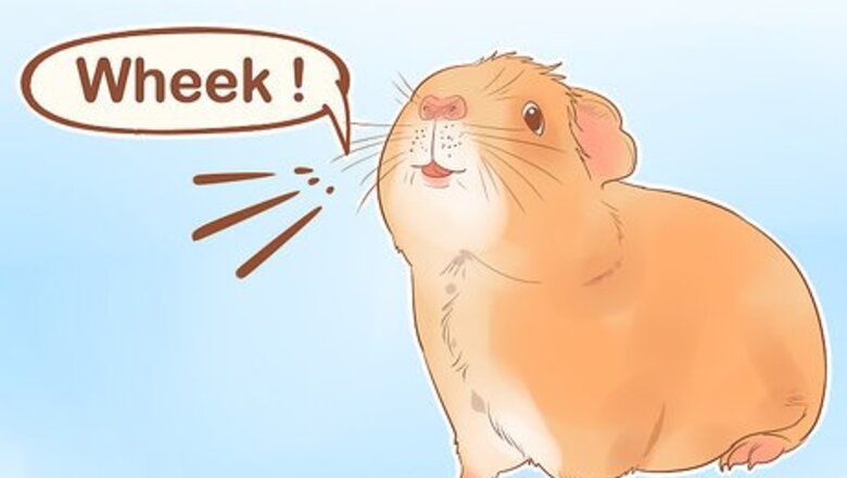How to Understand Guinea Pig Language