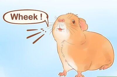 How to Understand Guinea Pig Language