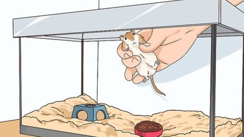 How to Keep a Gerbil Safe Around Other Pets