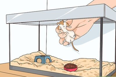 How to Keep a Gerbil Safe Around Other Pets