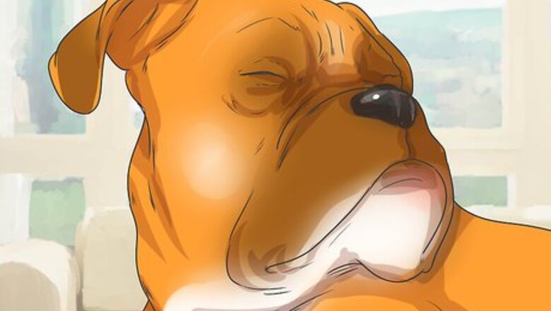 How to Treat Entropion in Boxers