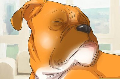 How to Treat Entropion in Boxers