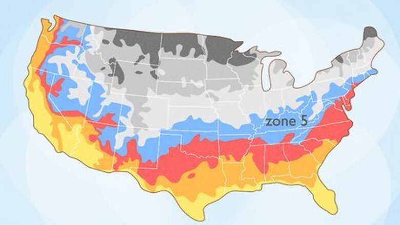 How to Grow Goji Berry Plants