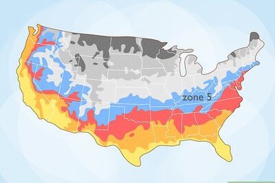 How to Grow Goji Berry Plants