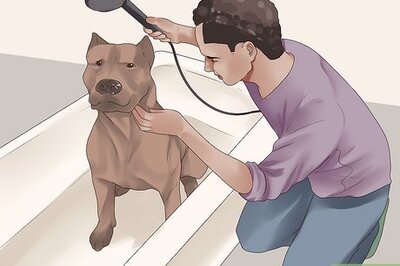 How to Bathe Your Pitbull