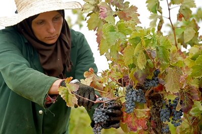 Tunisia Looks to Branch Out Into Wine Tourism