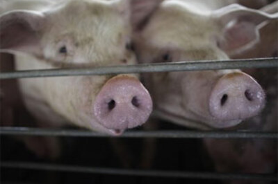 World battles to curb deadly swine flu strain