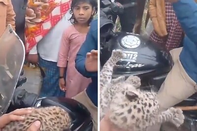 Viral: Leopard Cubs Rescued In UP, Internet Requests To 'Reunite Them With Mother'