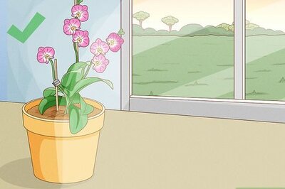 How to Get Orchids to Bloom
