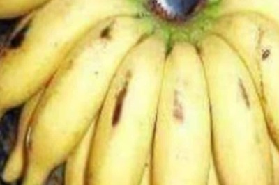 This Banana Breed From Kanyakumari District Gets Geographical Indication Tag