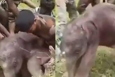 Rescued From Water Canal, Baby Jumbo Reunites With Mama Elephant