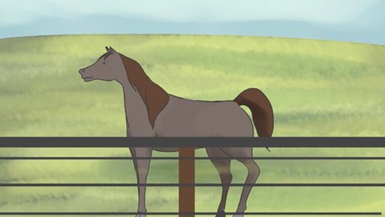 How to Care for an Arabian Horse