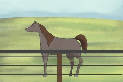 How to Care for an Arabian Horse