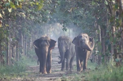 Opinion | Anant Ambani’s Commitment to Animal Welfare Derives from Ancient Traditions and Sacred Texts