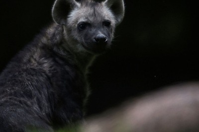 Hyena Attacks Two in Pune's Khed Tehsil, Found Dead Later