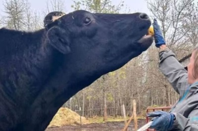 Meet Romeo, A 6-Year-Old Bull Who Is The Tallest Living Steer In The World