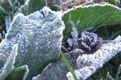 Tamil Nadu’s Nilgiris Covered In White Frost; Minimum Temperature Drops To 0 Degree Celsius