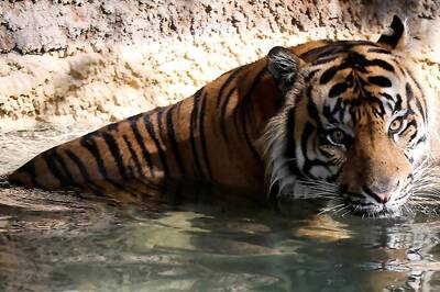Tigress Chases Tourist Vehicle in Maharashtra, Video Goes Viral
