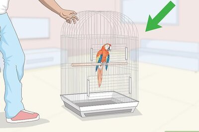 How to Teach Parrots to Talk