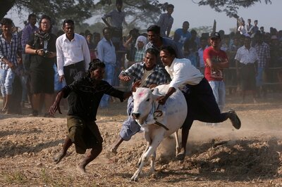 300 Participants, Negative Covid-19 Certificate: Despite Rise in Cases, TN Govt Gives Nod to Jallikattu