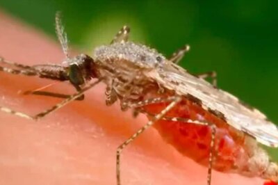 Bengaluru Reports First Dengue Death This Year