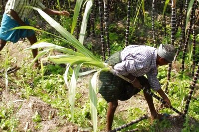 Not Just Politics, Farmers in India Need Jobs, Can’t Solely Depend on Farm Income