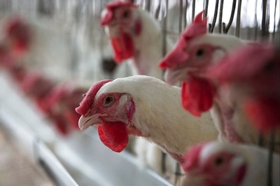 No Spread of Bird Flu in Poultry in Delhi, Ban on Sale and Import of Chicken Stocks Lifted