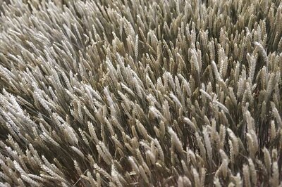 Scientists Develop Wheat Plants that Can Survive Drought Conditions