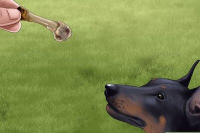 How to Train a Manchester Terrier