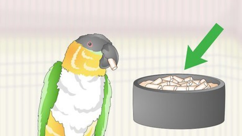 How to Feed a Caique Parrot