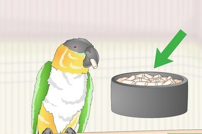 How to Feed a Caique Parrot