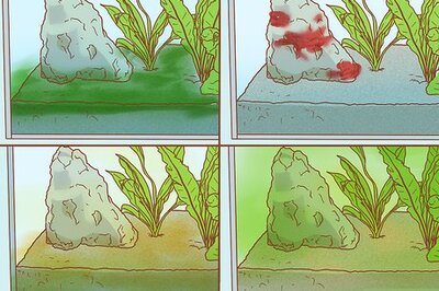 How to Decrease Aquarium Algae Naturally