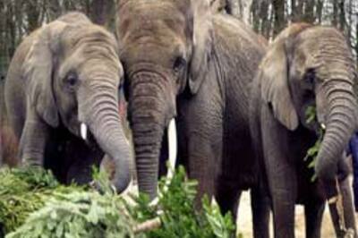Forest guard injured by wild elephant