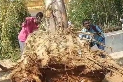 Telangana NRI Transplants 15 Trees Aged About 80 Years in His Native Village