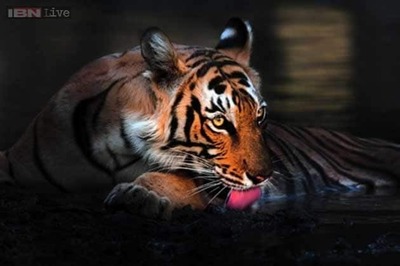 Rise in Tiger number & Special Tiger Protection Force woes