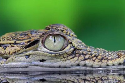 Viral: Australian Man Wrestles Crocodile To Save His Pet Rottweiler
