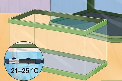 How to Treat Fungal Infections in Fish